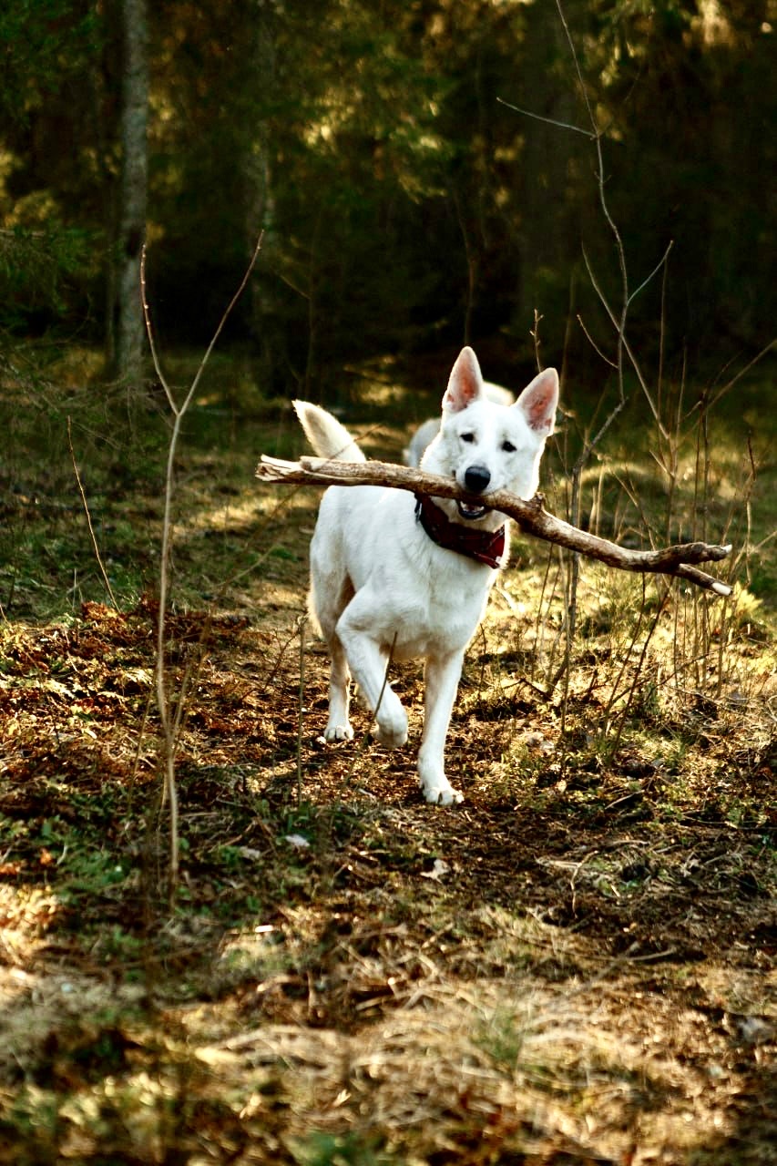 БШО бежит с палкой по весеннему лесу
