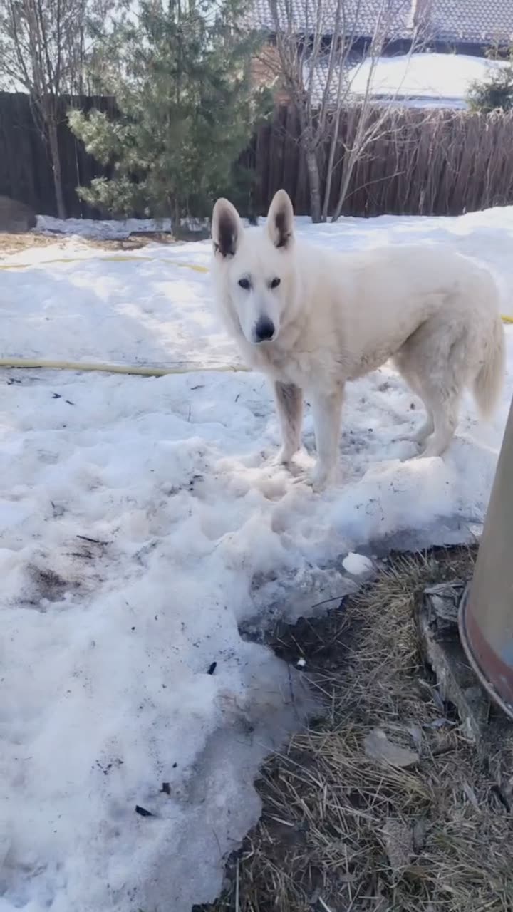 Видео Альбус