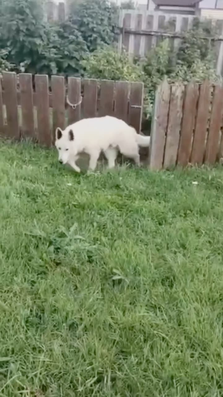 Видео Альбус