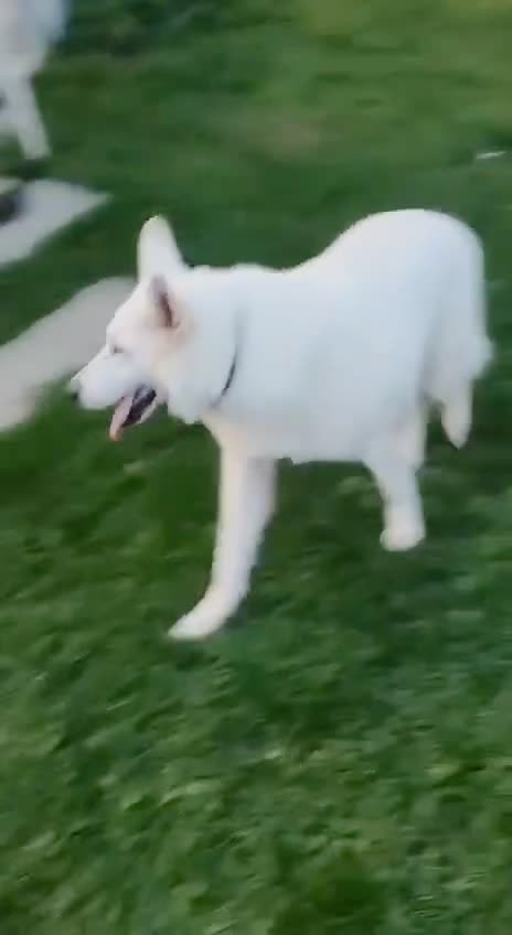 Видео Альбус