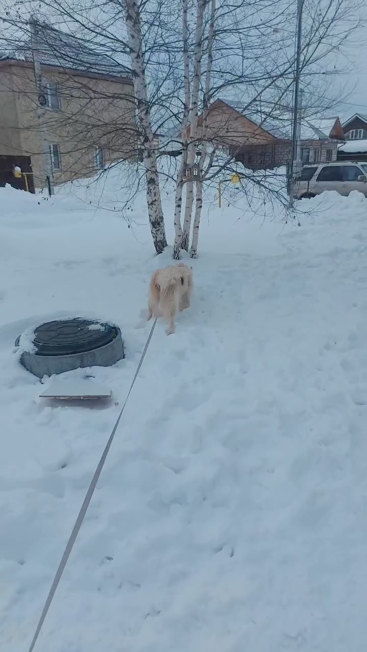 Видео Арчи