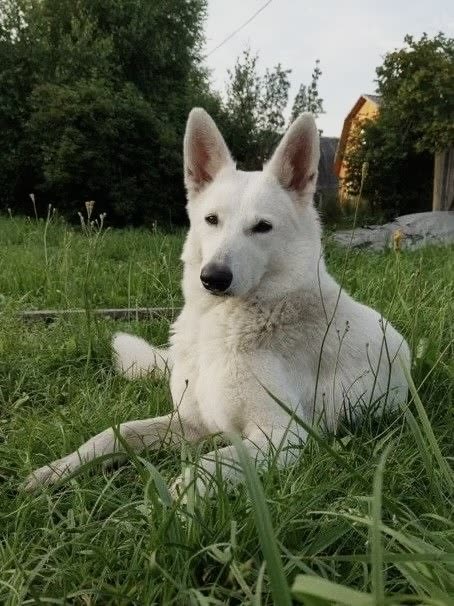 Бэти