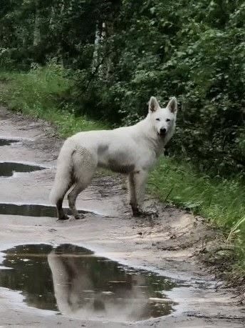 Бэти, фото из архива волонтёров