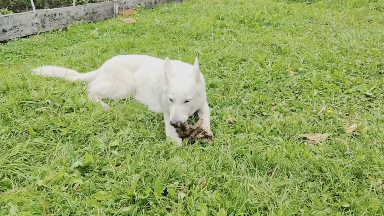 Видео Бэти