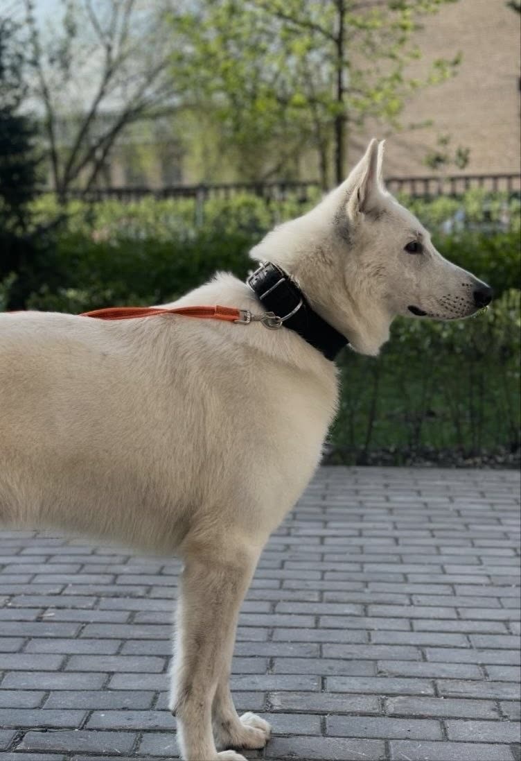 Фото Бим