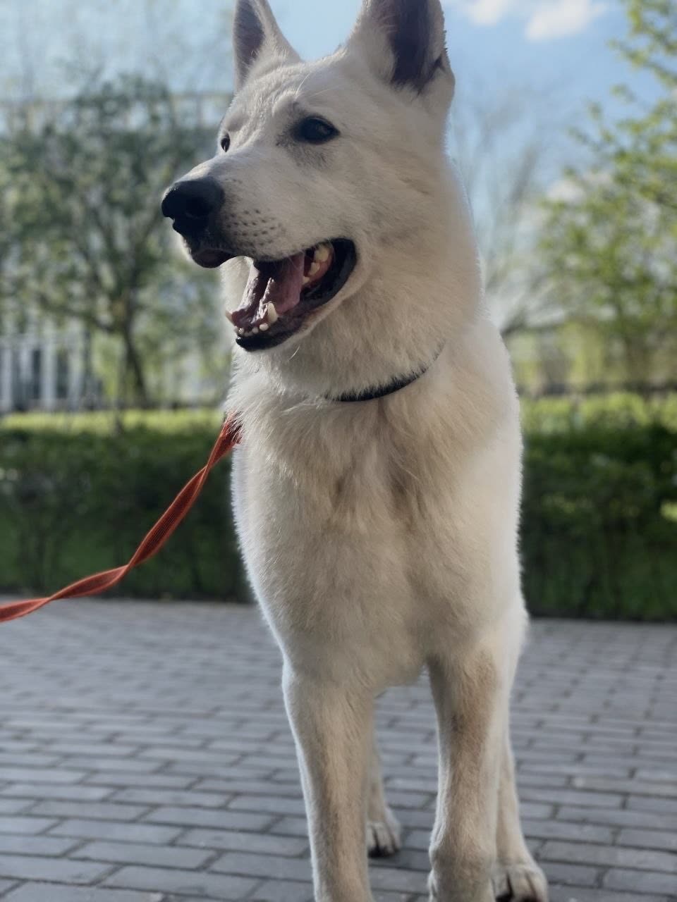 Фото Бим