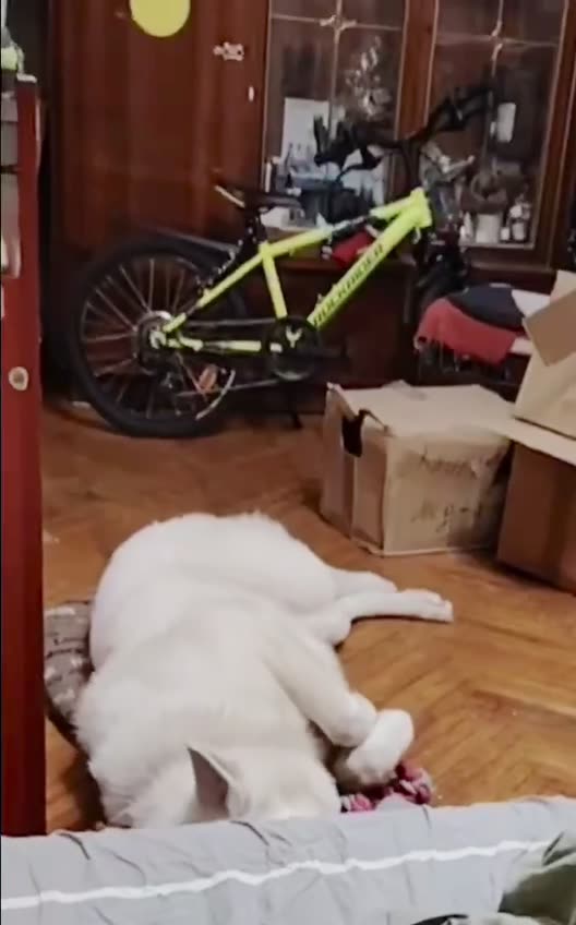 Видео Бим
