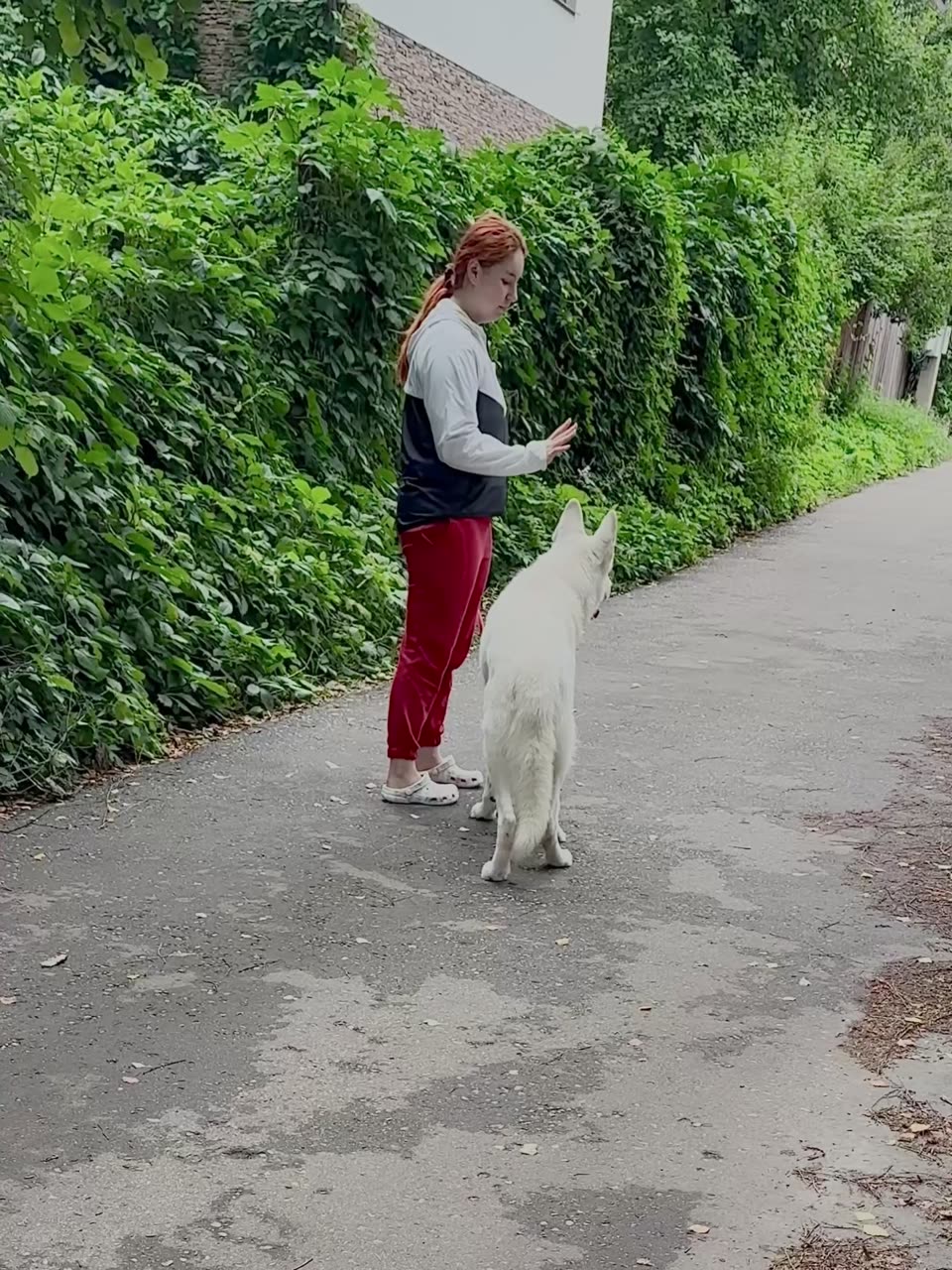 Видео Бим