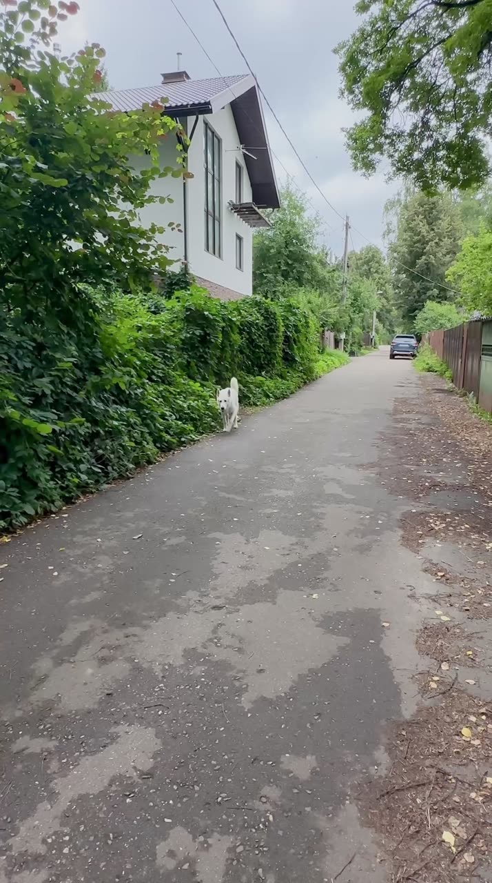 Видео Бим