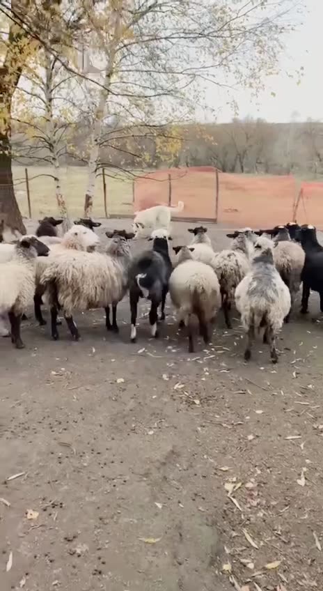 Видео Бим