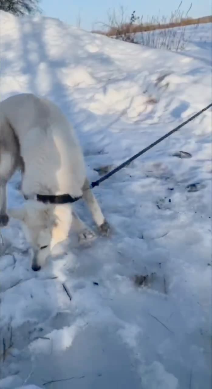Видео Бим