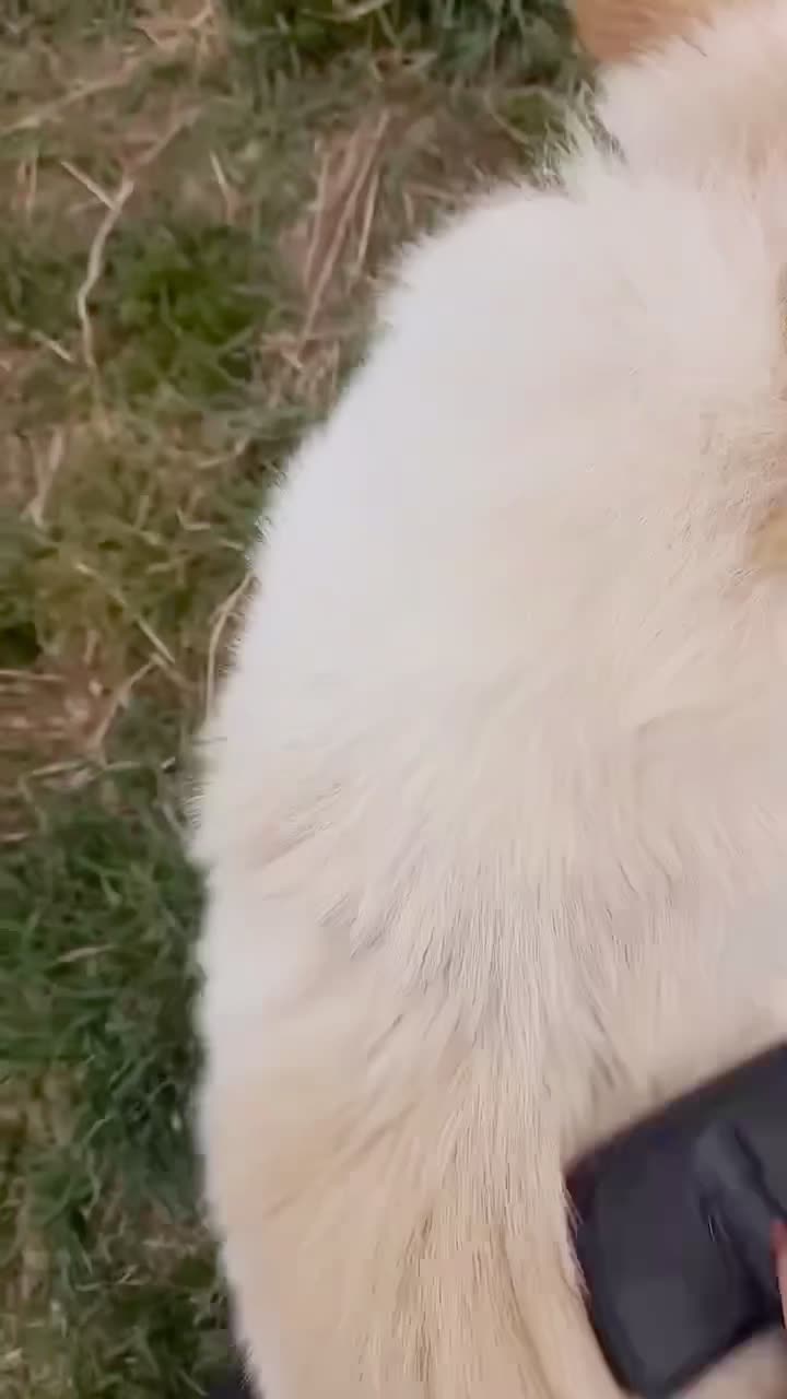 Видео Джесс