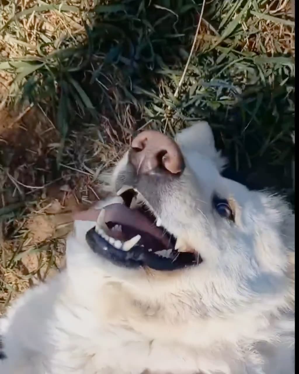 Видео Джесс