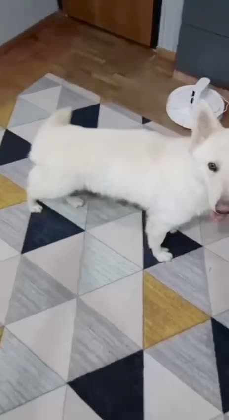 Видео Джесс