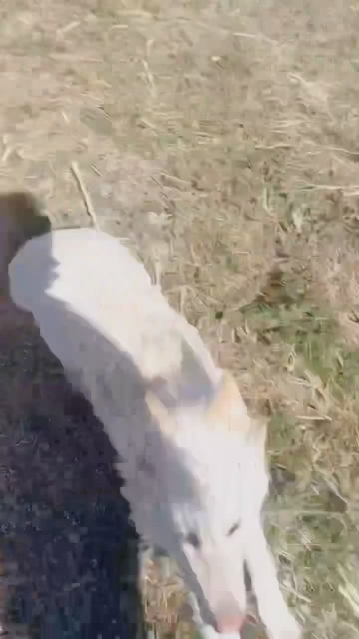 Видео Джесс