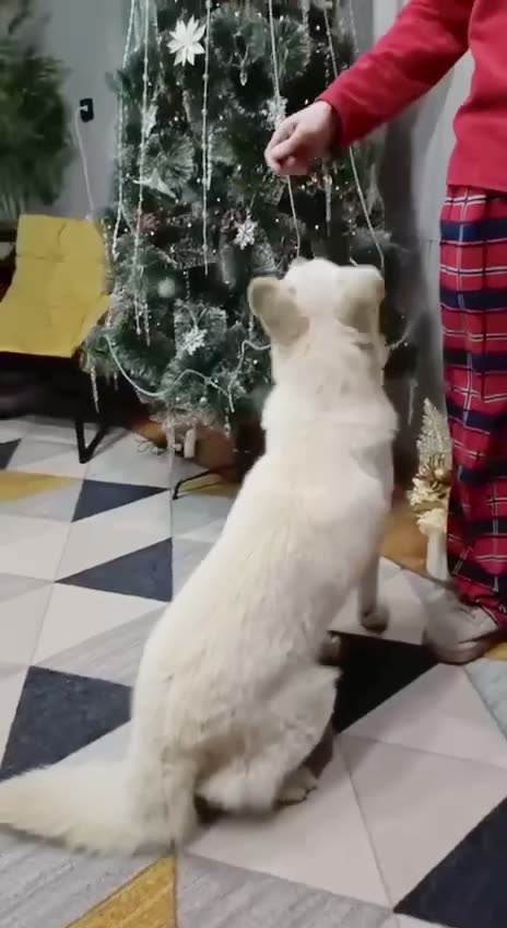 Видео Джесс