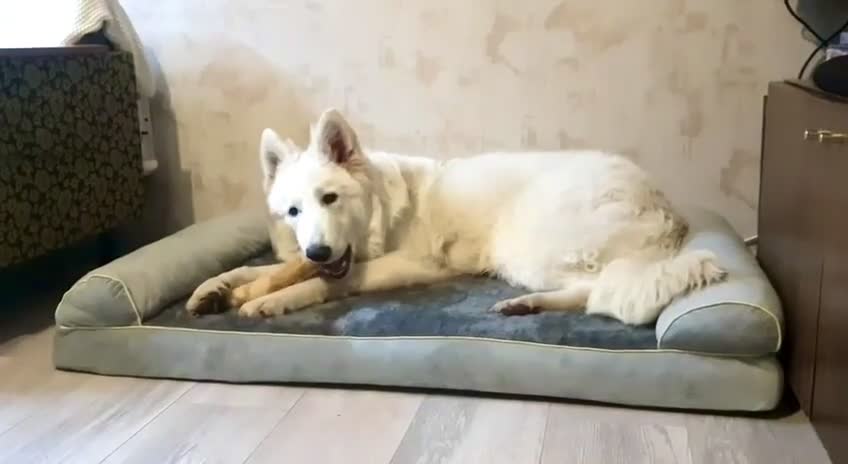 Видео Тим