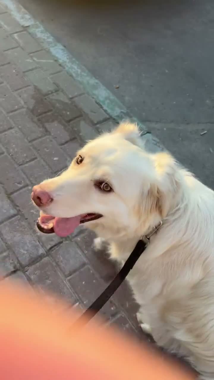 Видео Зевс
